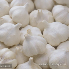 Supply Garlic New Season - precio barato